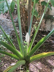 Xanthosoma