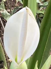 Xanthosoma