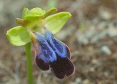 Ophrys fusca iricolor