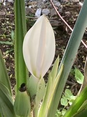 Xanthosoma