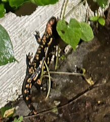 Salamandra