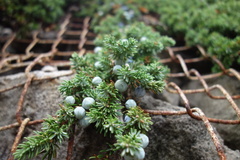 Juniperus rigida