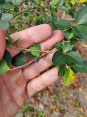 Oleaceae
