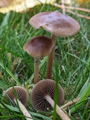 Psilocybe stuntzii