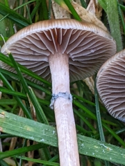 Psilocybe stuntzii