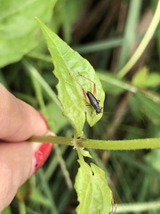 Trigonidium cicindeloides