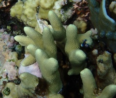 Porites cylindrica