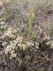Tritoniopsis flexuosa