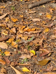 Podarcis siculus campestris