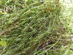 Chara globularis