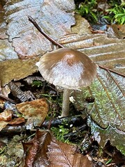 Psathyrella longistriata