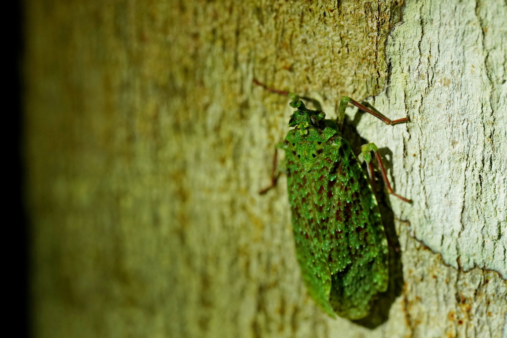 Phrictus delicatus
