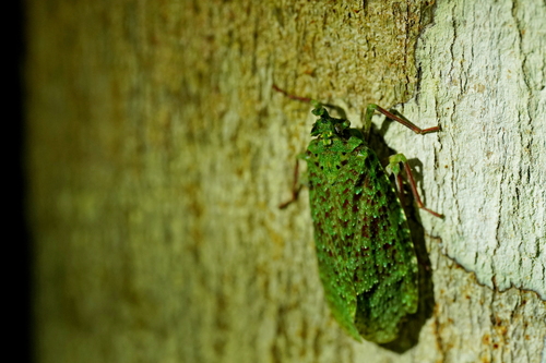 Phrictus delicatus