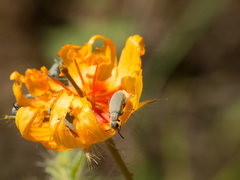 Epicauta fortis