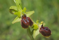 Ophrys sphegodes provincialis