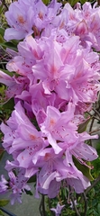 Rhododendron