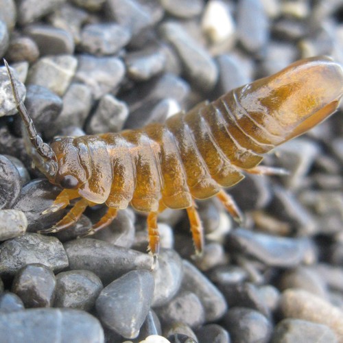 metallic marine isopod