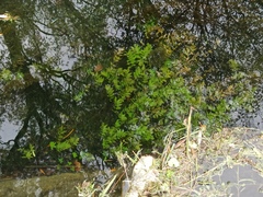 Berula erecta
