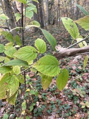 Viburnum setigerum