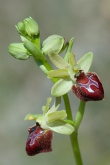 Ophrys sphegodes provincialis