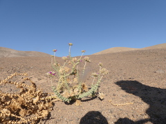 Cistanthe salsoloides
