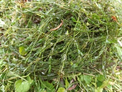 Chara globularis