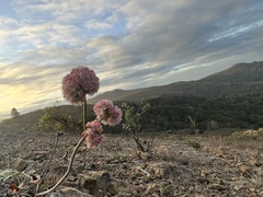Eriogonum latifolium
