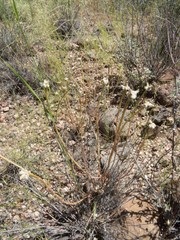 Portulaca suffrutescens