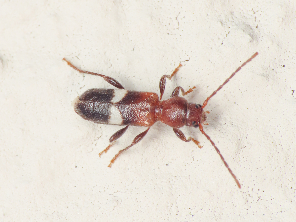 Poecilium fasciatum