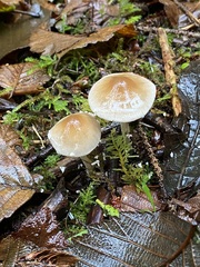 Psathyrella longistriata