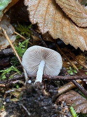 Psathyrella longistriata