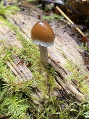 Psathyrella longistriata
