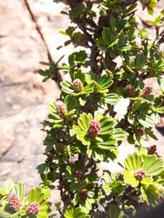 Myrothamnus flabellifolius