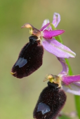 Ophrys bertolonii