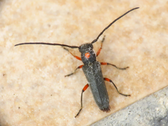 Phytoecia virgula