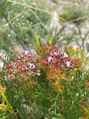 Serruria rubricaulis