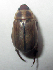 Rutelinae