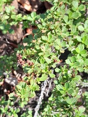 Myrothamnus flabellifolius