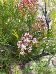 Serruria rubricaulis