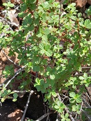 Myrothamnus flabellifolius