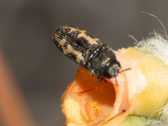 Acmaeodera parkeri