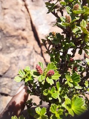 Myrothamnus flabellifolius