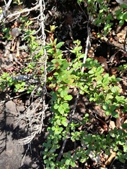 Myrothamnus flabellifolius