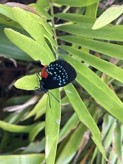 Eumaeus atala