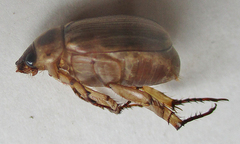 Rutelinae