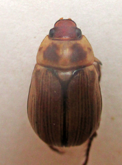 Rutelinae