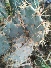 Opuntia alta