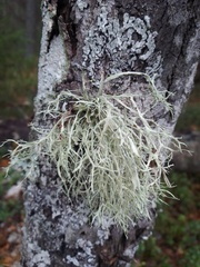 Ramalina