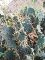 Opuntia alta