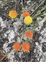 Leucospermum prostratum